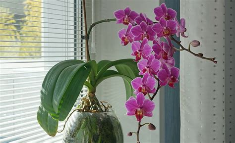 orhidea granny|How to Care for Orchids .